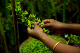 Second Generation Growth