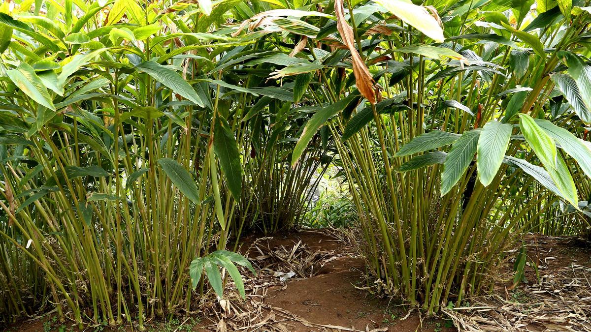 Cardamom Reserve