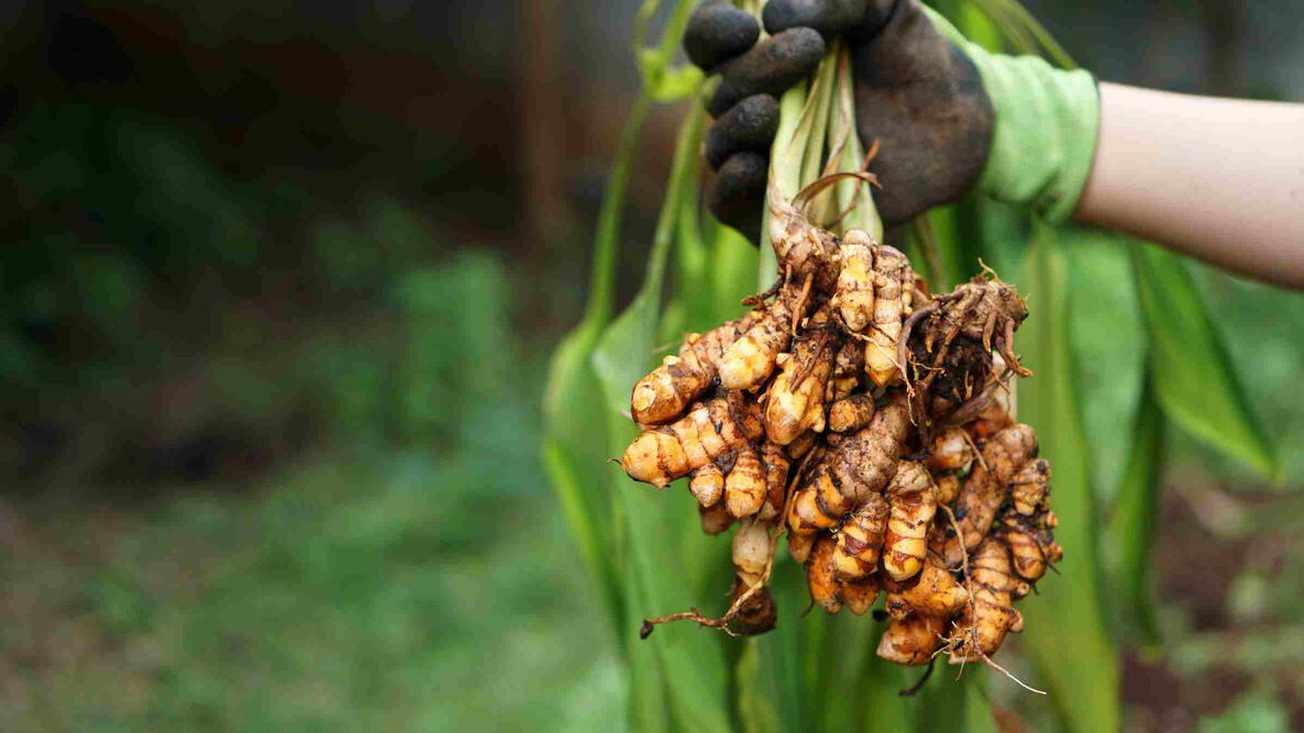 Turmeric Plantation