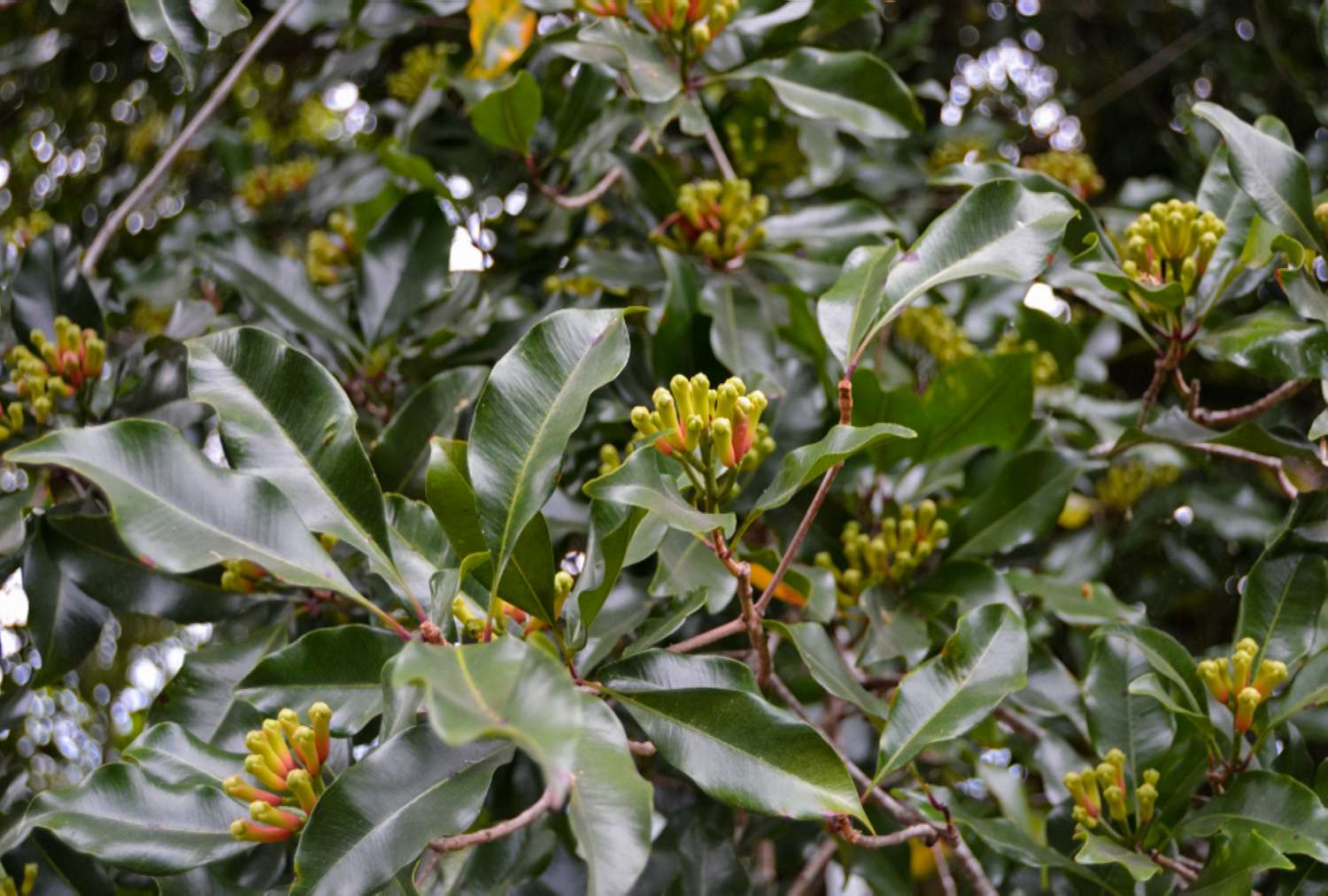 Cloves Plantation