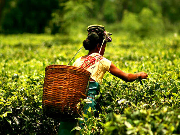 Nutmeg Plantation