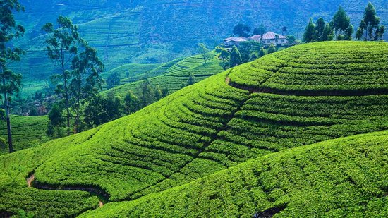 Plantation
